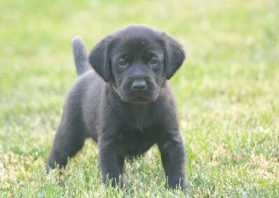 Puppies at Kingseed Kennels