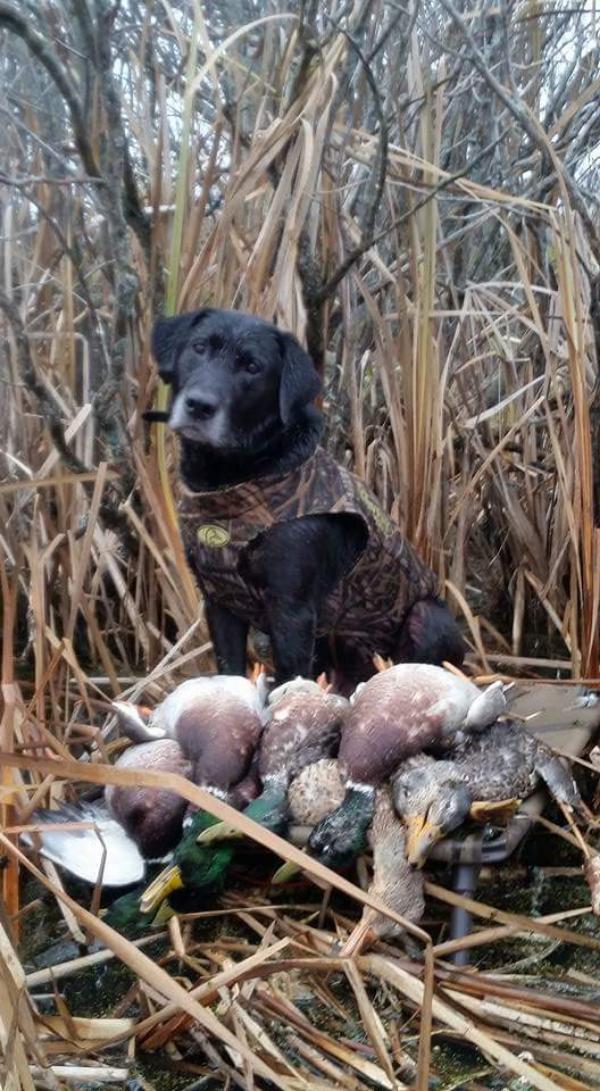 Kingseed Kennels Black dog hunting ducks