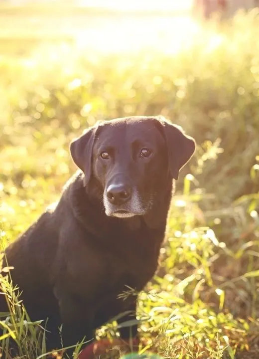 Kingseed Kennels Dog Ely