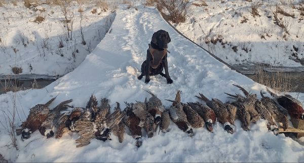 Kingseed Kennels Brian Amacher