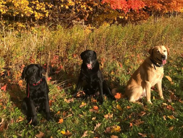 Kingseed Kennels Amos, Harry, & Lucas