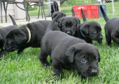 Kingseed Kennels Puppies - 1