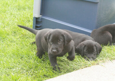 Kingseed Kennels Puppies - 12