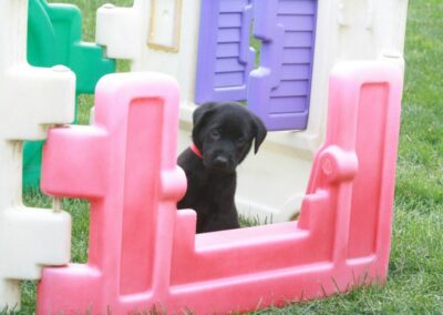 Kingseed Kennels Puppies - 20