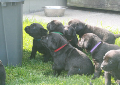 Kingseed Kennels Puppies - 7