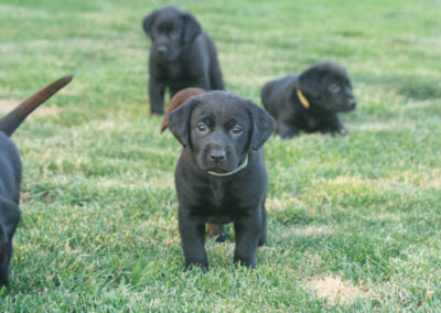 Kingseed Kennels Puppies - 9