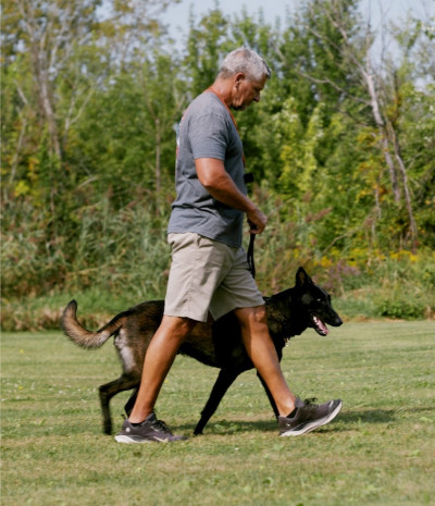 Dog Obedience Training Kingseed Kennels