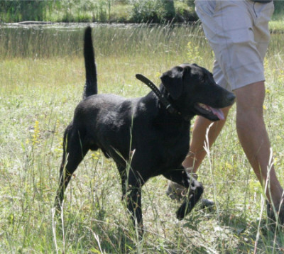 Kingseed Kennels - Black Dog