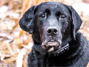 Kingseed Kennels Dog Rocky