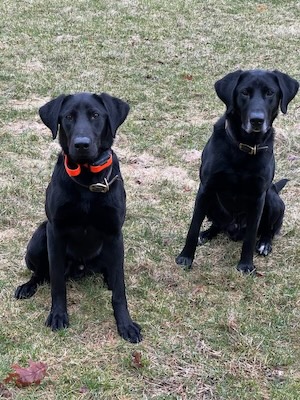 Kingseed Kennels Kesey and Pete