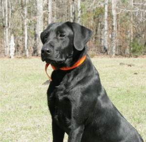 Kingseed Kennels - Labrador Retrievers