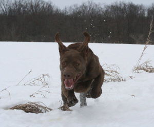 Kingseed Kennels Remy