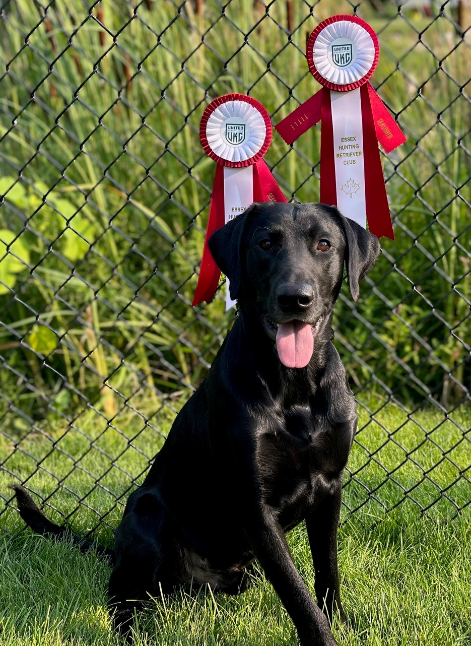 HRCH UH Kingseeds Last Of The Mohicans