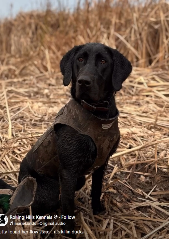 Kingseed Kennels Molly Pedigree