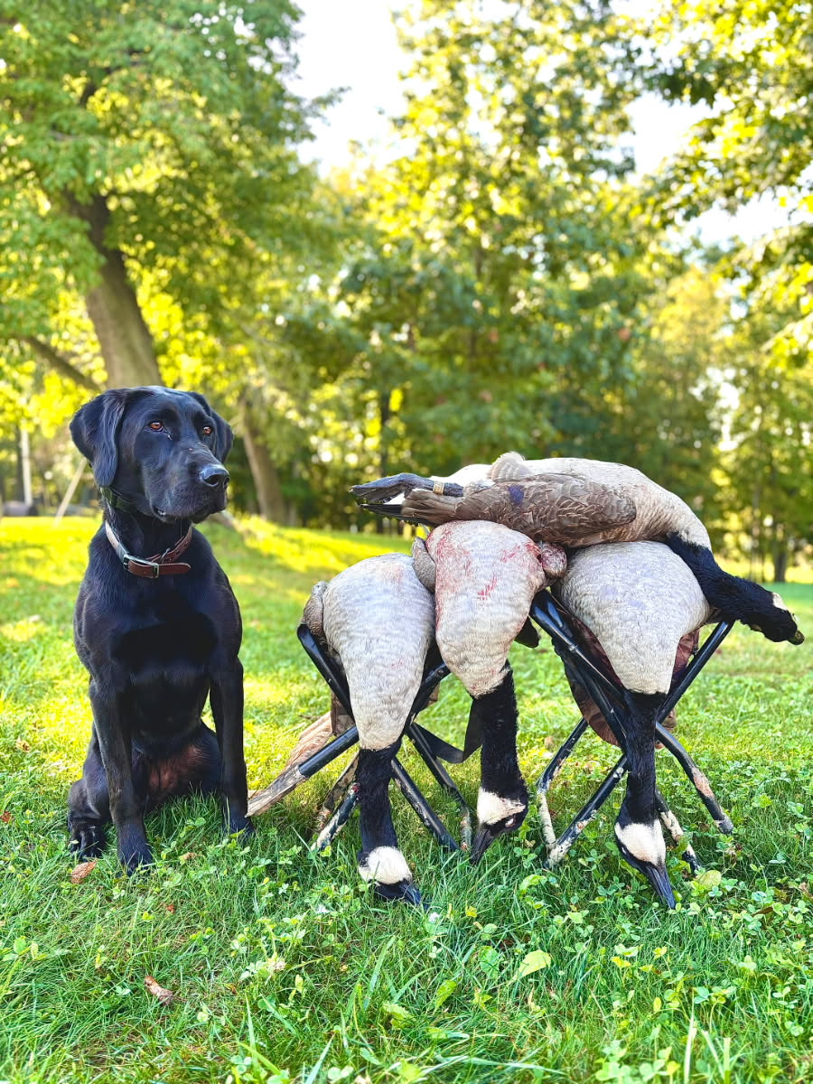 HR Kingseeds 15 and Oh